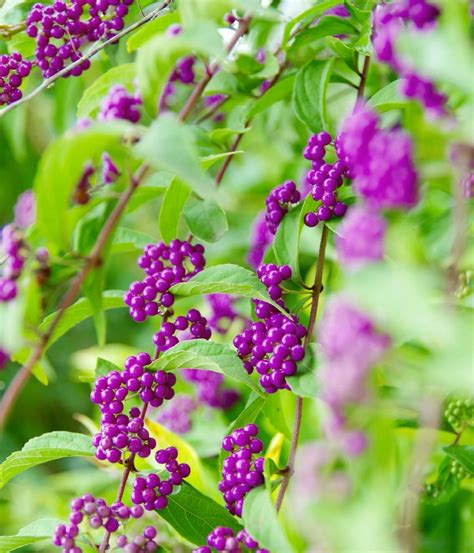 紫式部 蘭花|紫式部（ムラサキシキブ）とはどんな植物？花言葉や。